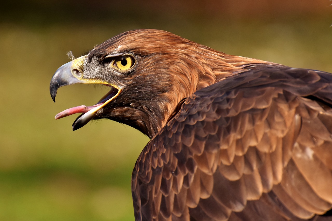 Creating a Wildlife Friendly Garden - A Sustainable Approach